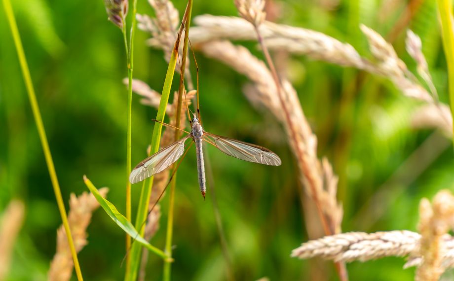 Tiplice zelná Tipula oleracea